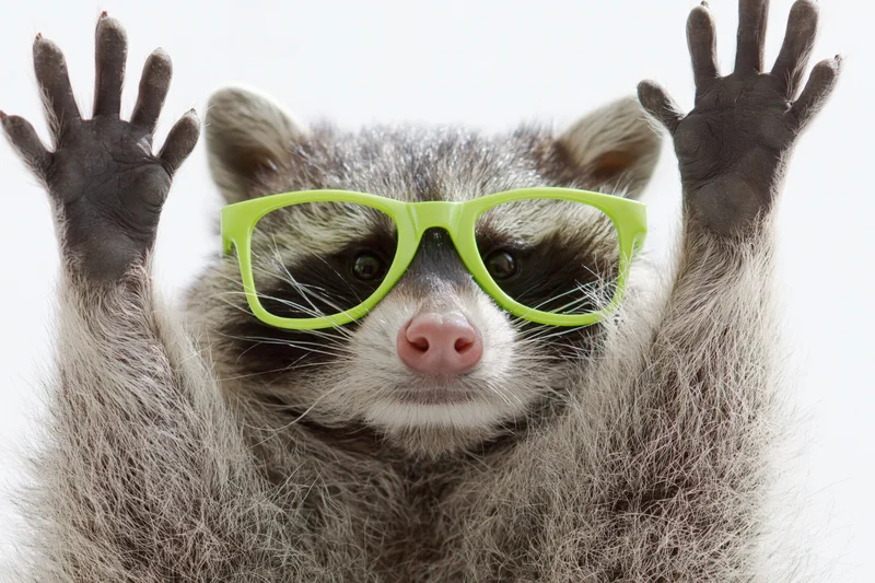 Raccoon wearing bright green plastic sunglasses with paws raised in front of white background
