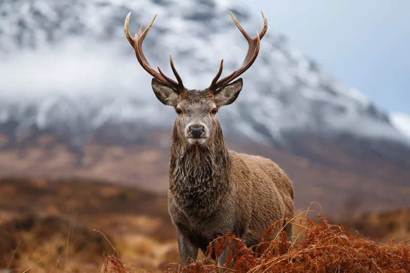 Red deer stag standing alert in open highland moorland facing camera with snow-capped mountains in background
