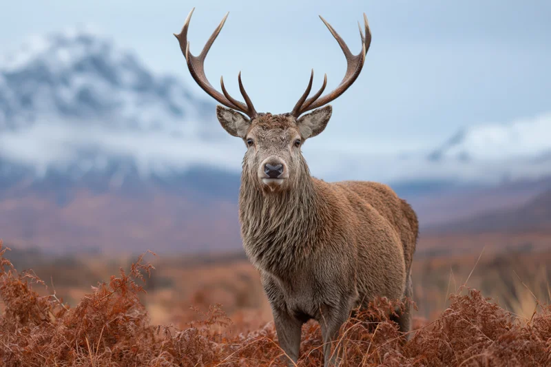 Red deer stag standing alert in open highland moorland facing camera with snow-capped mountains in background