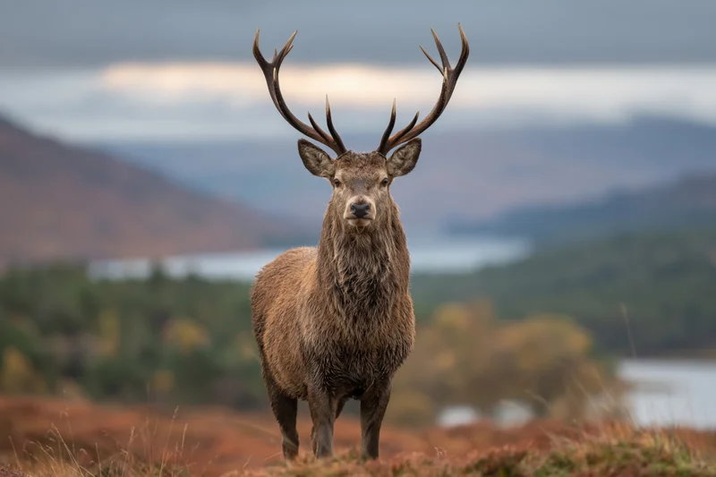Red deer stag standing alert on a scottish highland hillside
