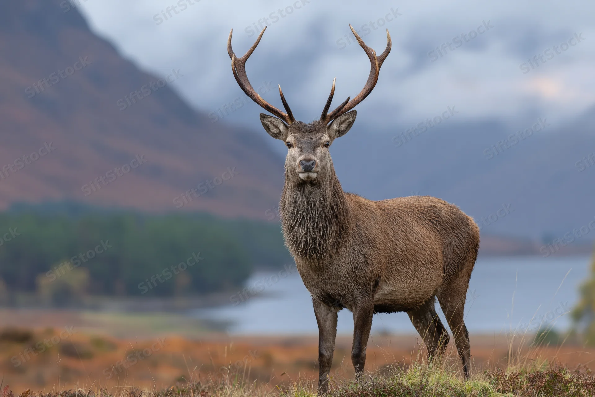 Red deer stag standing alert on a scottish highland hillside with mountains and lake in background