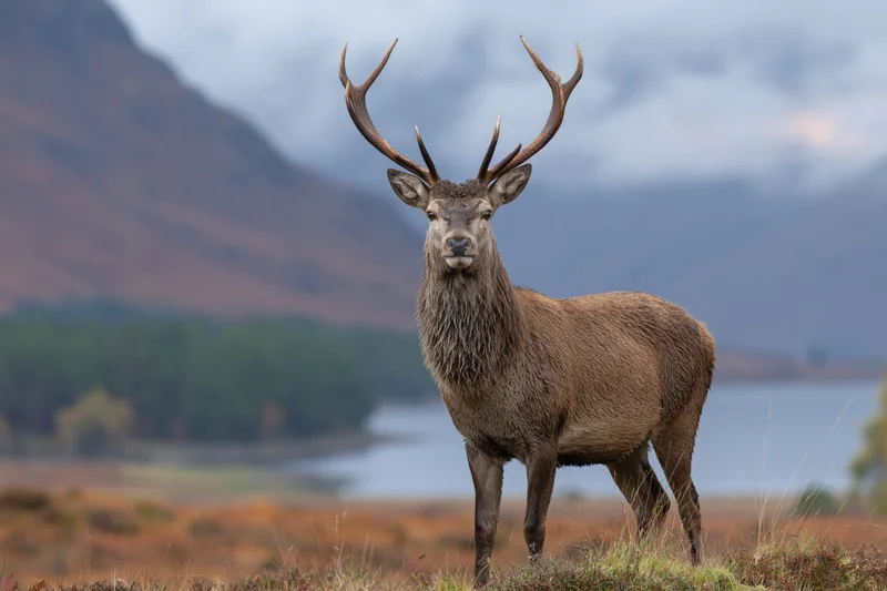 Red deer stag standing alert on a scottish highland hillside with mountains and lake in background