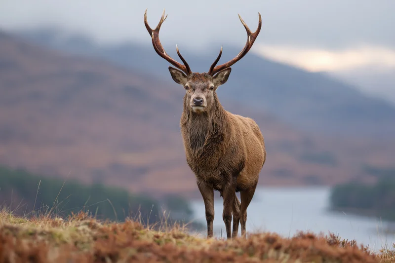 Red deer stag standing alert on a scottish highland hillside overlooking a lake