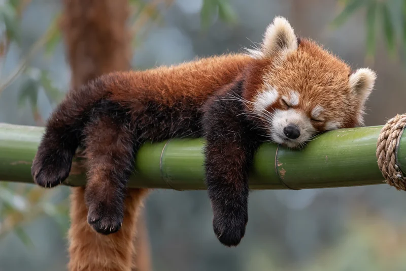Red panda sleeping draped over a thick green bamboo pole in a naturalistic enclosure
