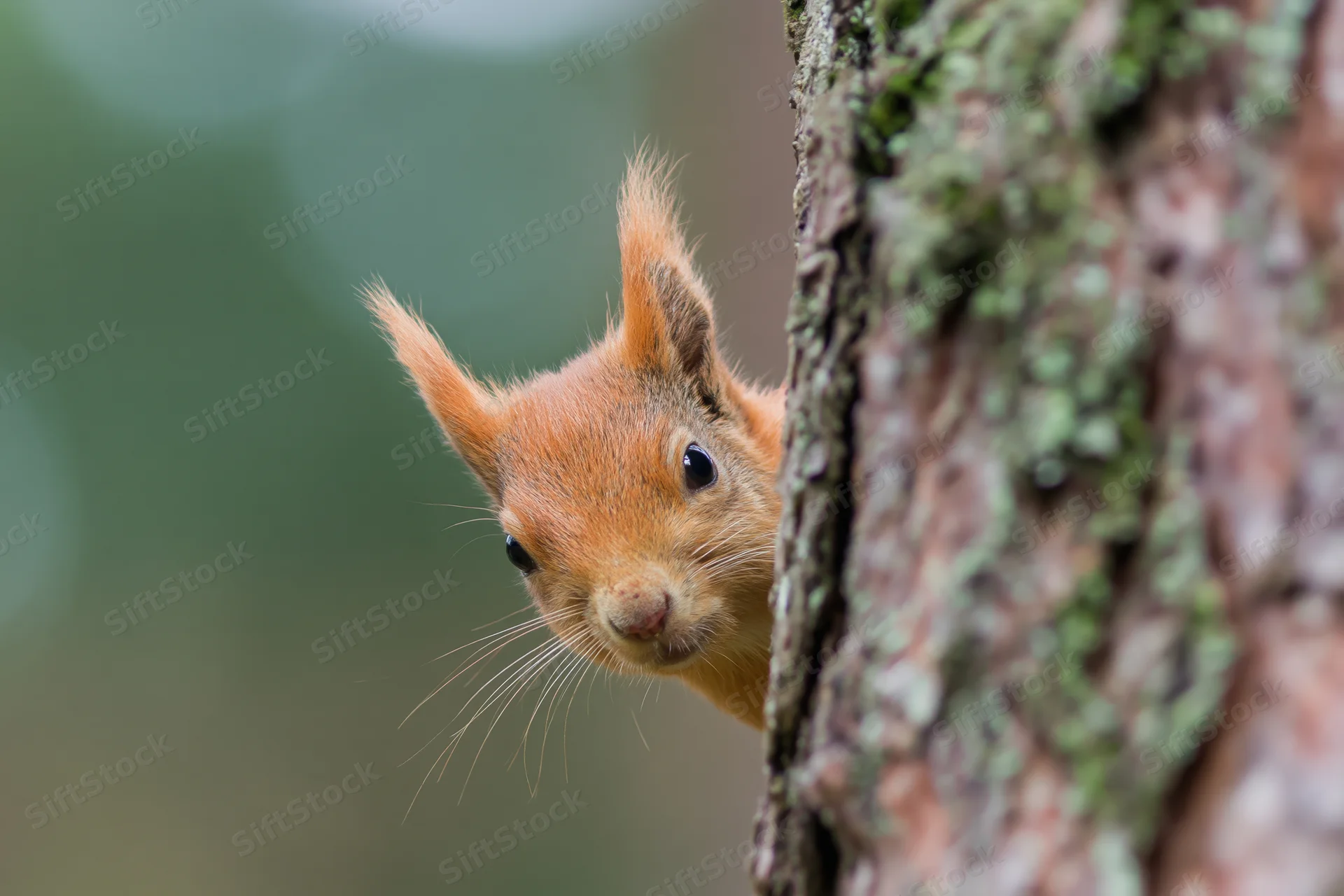 Red squirrel peeking from behind pine tree trunk in forest