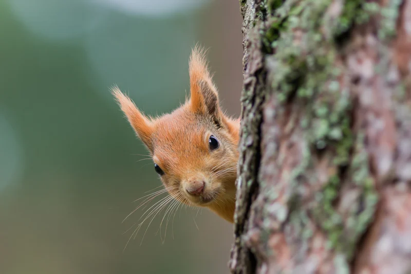Red squirrel peeking from behind pine tree trunk in forest
