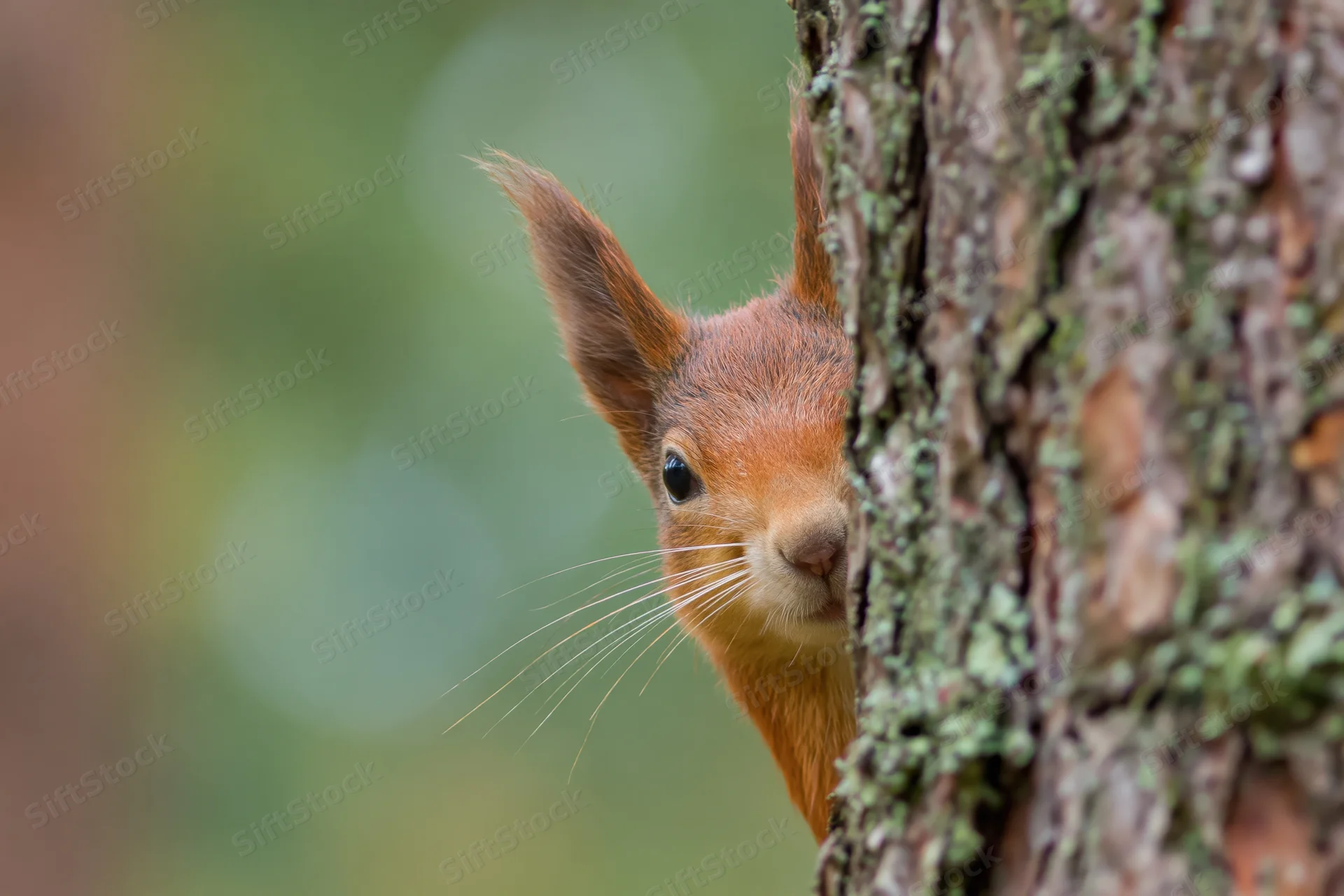 Red squirrel peeking from behind pine tree trunk in forest