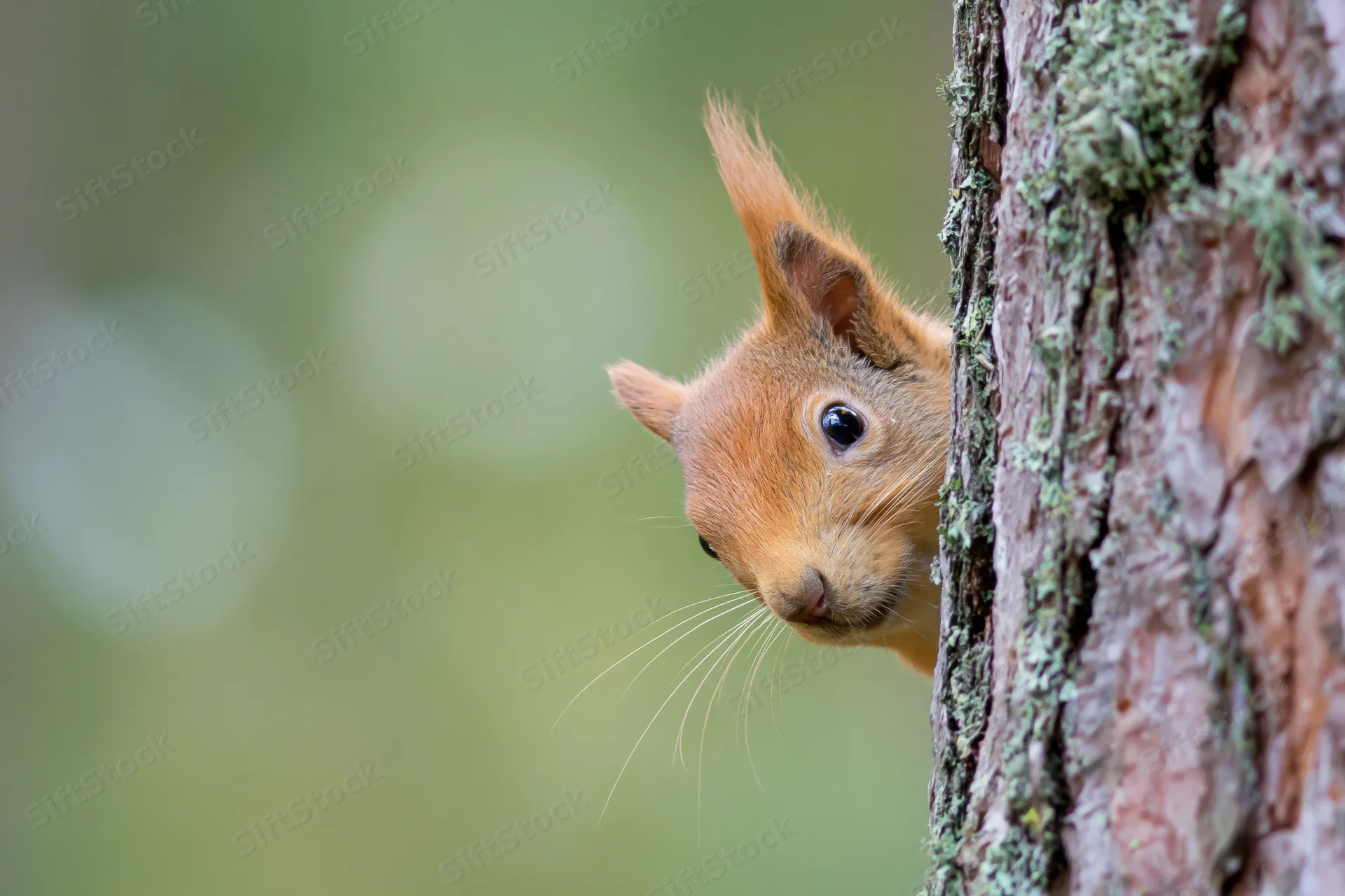 Red squirrel peeking around pine tree trunk in forest
