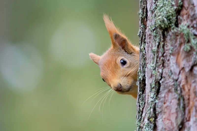 Red squirrel peeking around pine tree trunk in forest