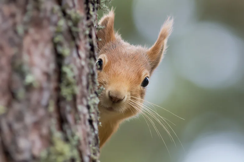Red squirrel peeking from behind pine tree trunk in forest setting