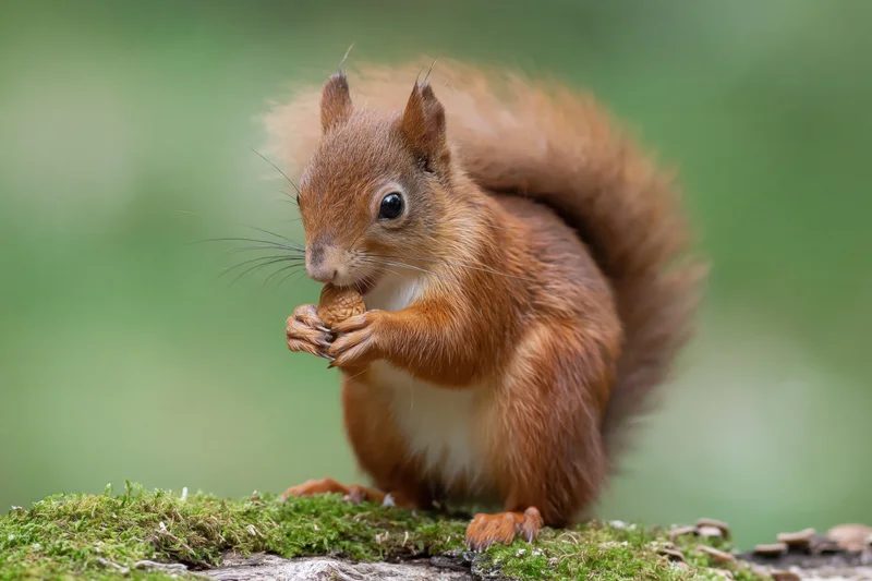 Red squirrel sitting upright on a mossy log holding a nut and eating it