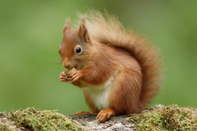 Red squirrel eating a nut while sitting on a mossy log in a forest setting