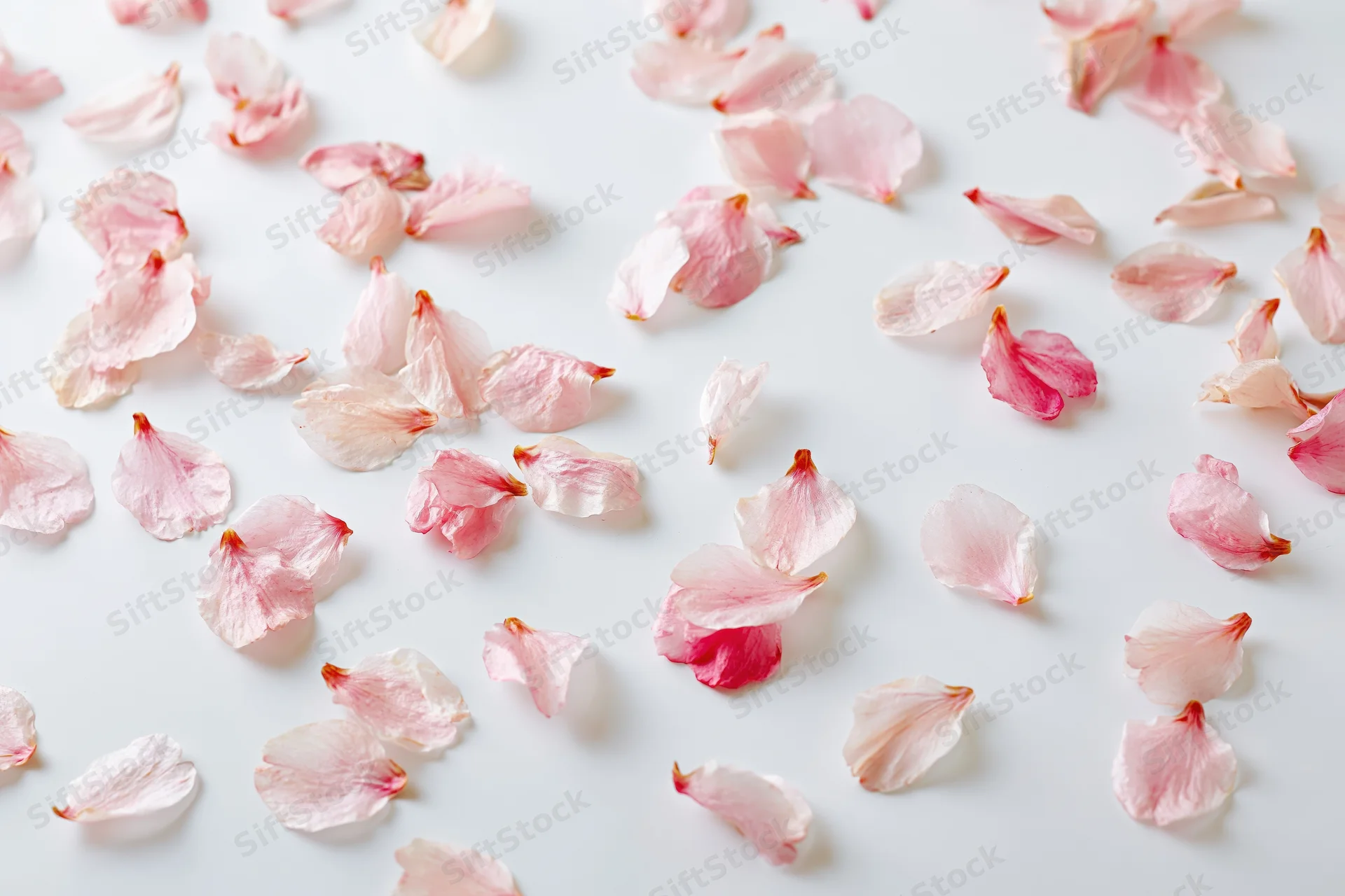 Scattered cherry blossom petals on a white surface in a flat lay composition