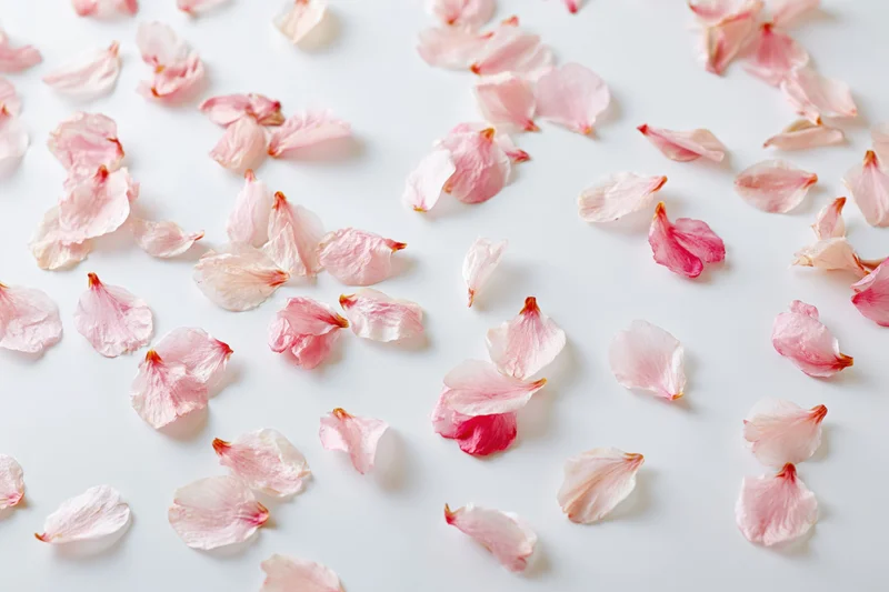 Scattered cherry blossom petals on a white surface in a flat lay composition