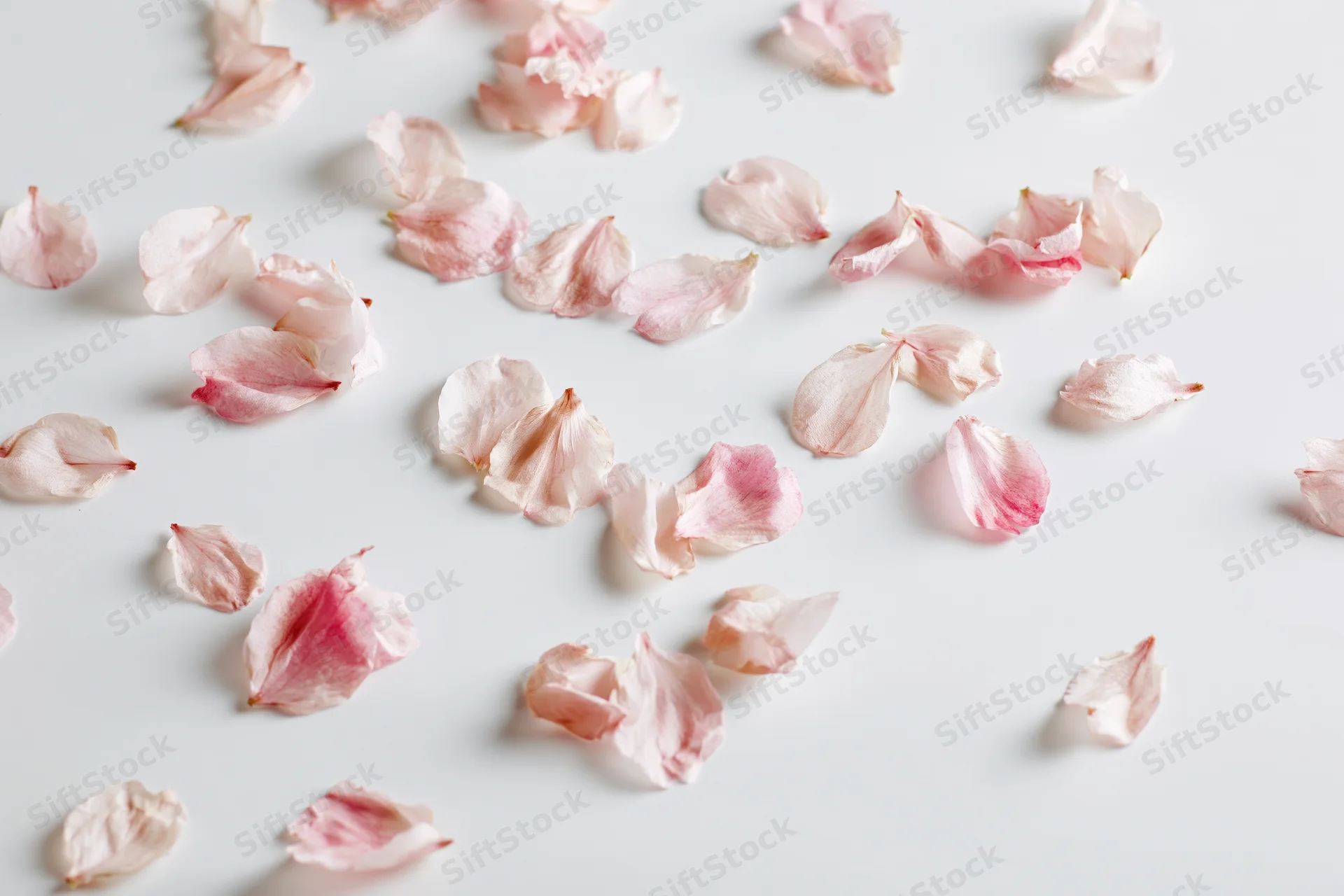 Scattered cherry blossom petals on a white surface
