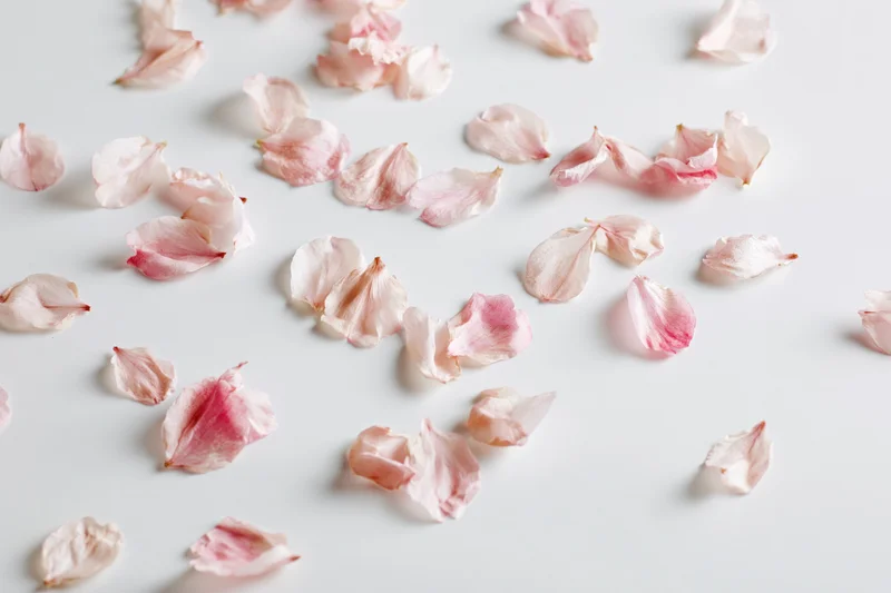 Scattered cherry blossom petals on a white surface