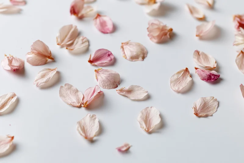 Scattered cherry blossom petals on a white surface