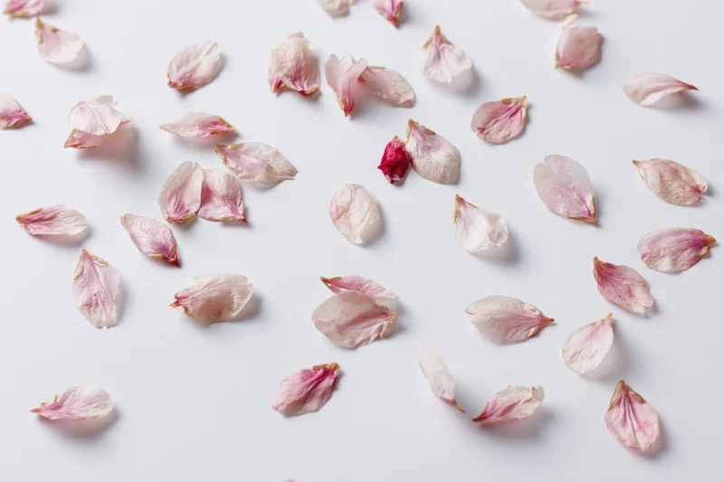 Scattered cherry blossom petals resting on a white surface