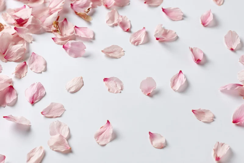 Scattered cherry blossom petals on a white surface with copyspace