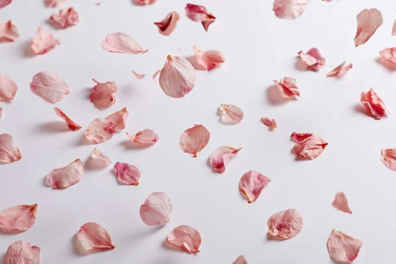 Cherry blossom petals floating and falling across a white surface