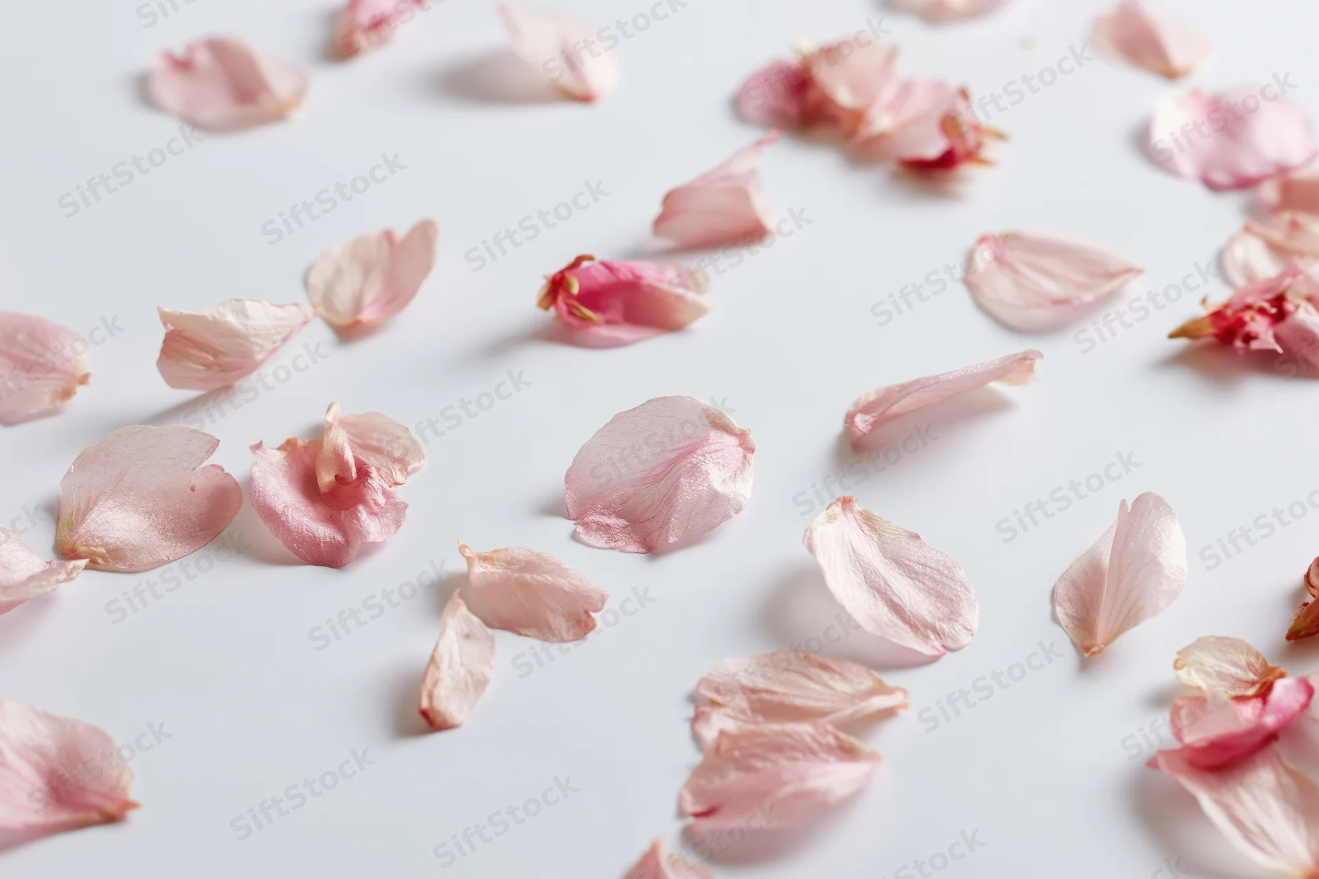 Scattered cherry blossom petals on a white surface