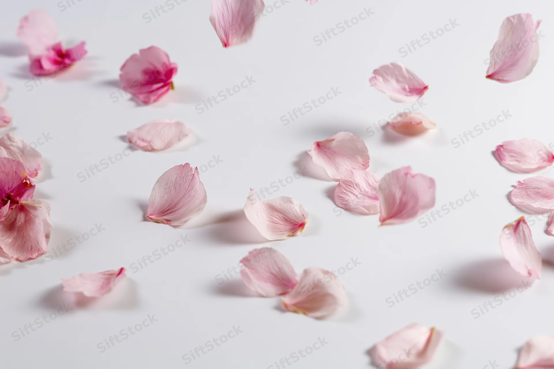 Cherry blossom petals floating and falling on a white surface