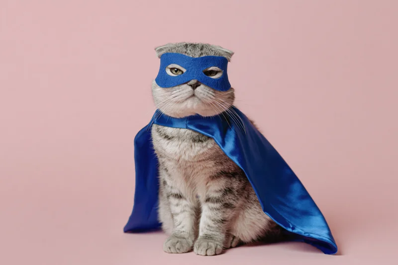 Scottish Fold cat in blue superhero costume with cape and mask sitting upright against pink background