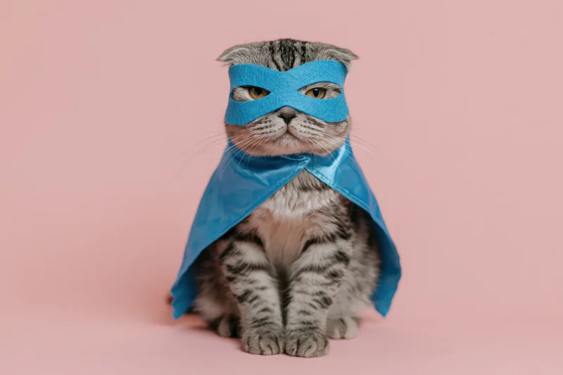 Scottishfold cat wearing blue superhero mask and cape sitting upright on pink background