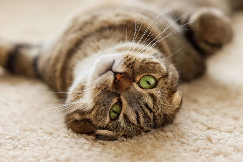 Scottish fold tabby cat lying upside down on beige carpet indoors