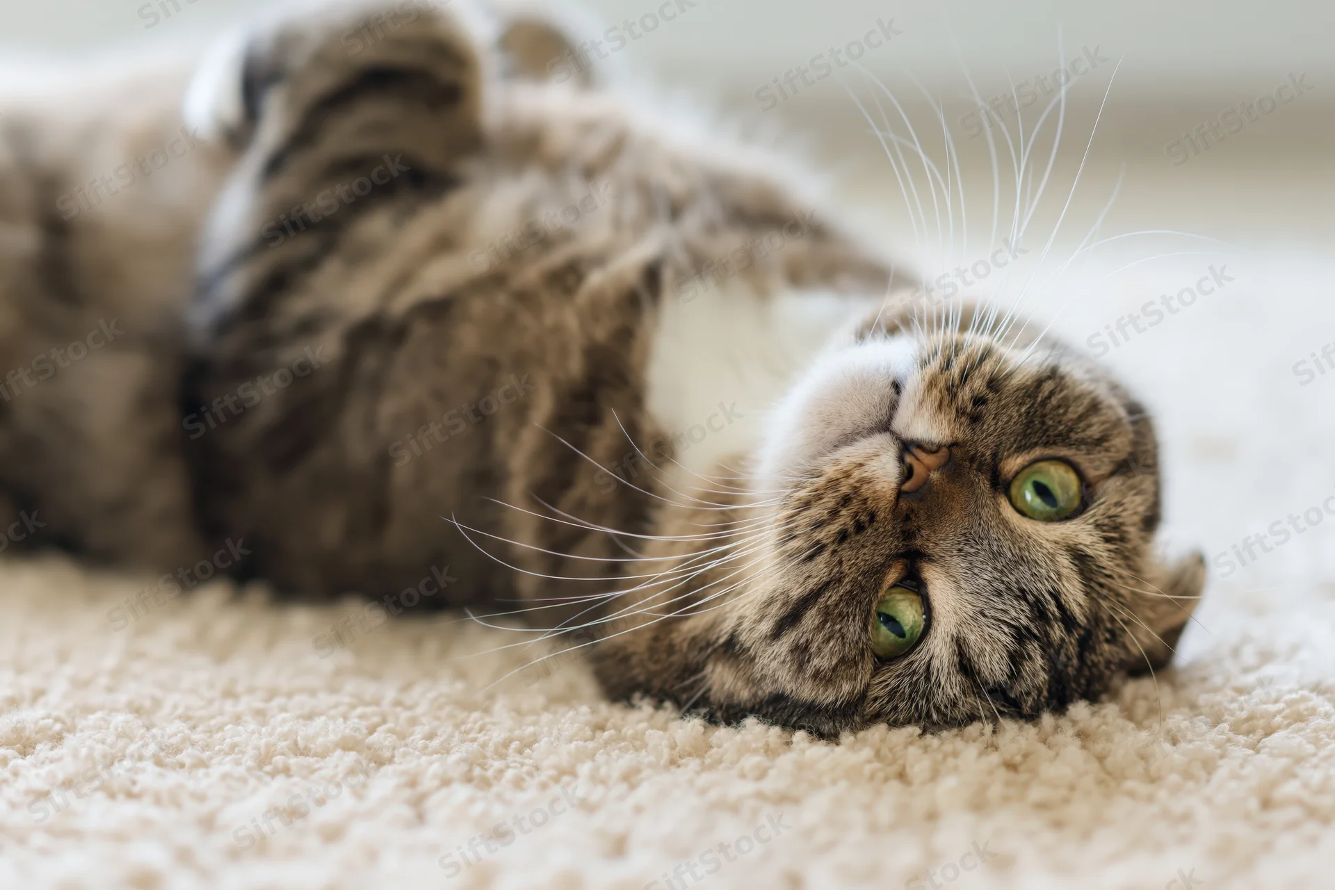 Scottishfold tabby cat lying upside-down on beige carpet with green eyes looking up