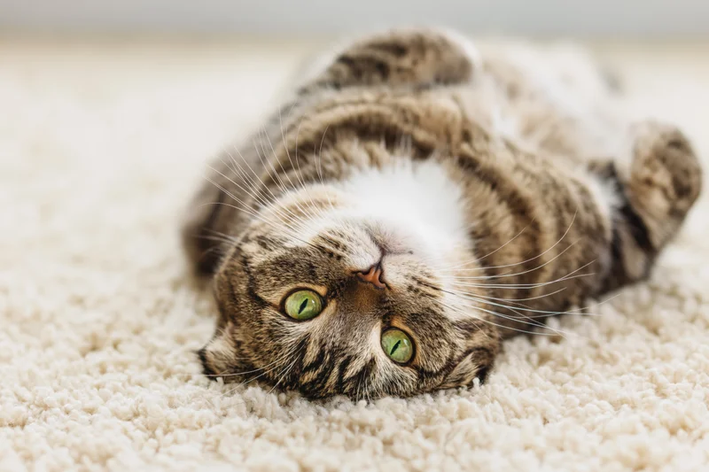 Scottishfold tabby cat lying on its back on a beige carpet indoors
