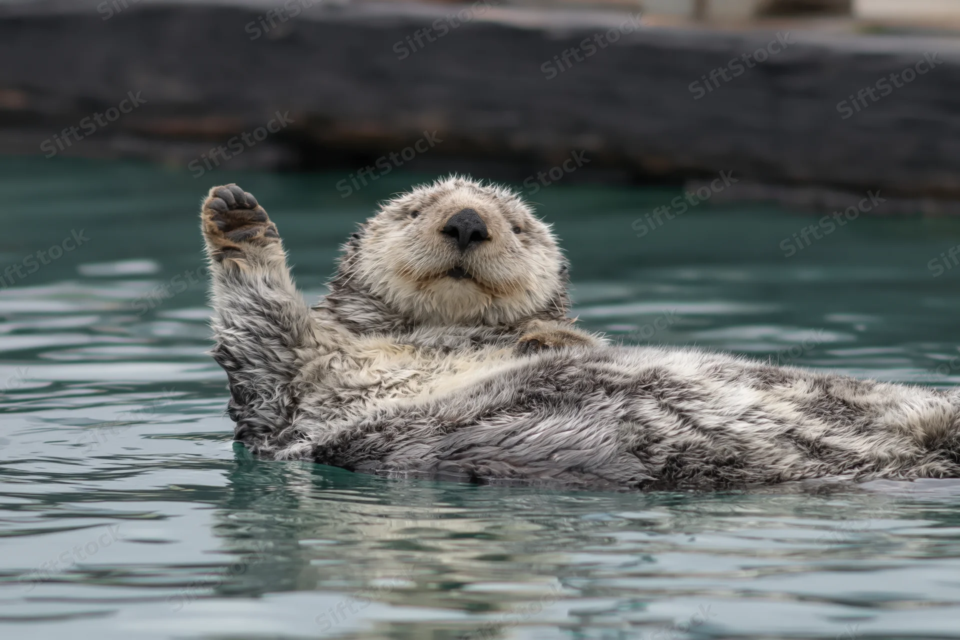 Sea otter floating on its back in calm water with one paw raised