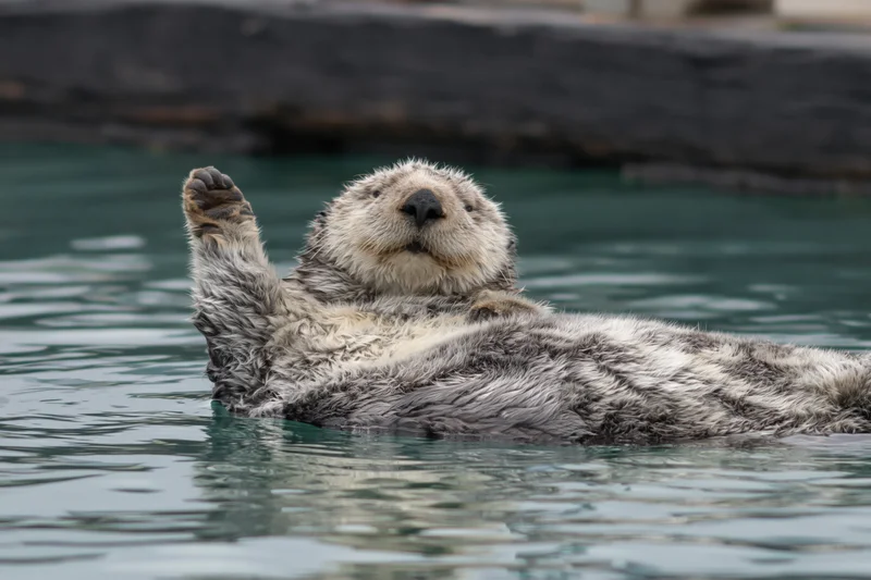 Sea otter floating on its back in calm water with one paw raised