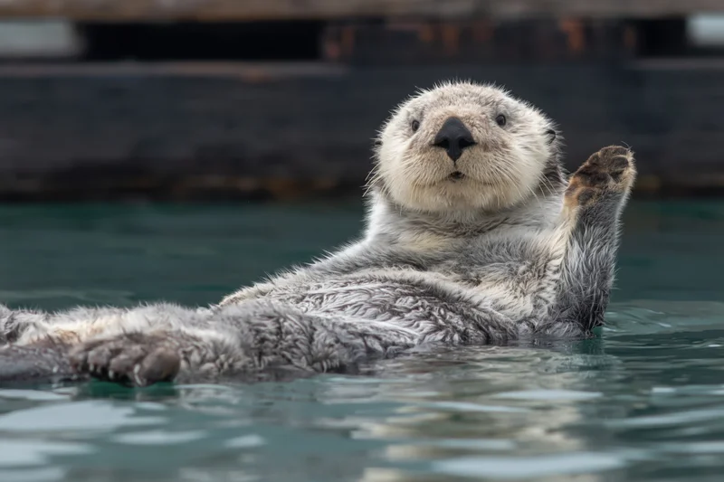 Sea otter floating on its back in calm water with one paw raised