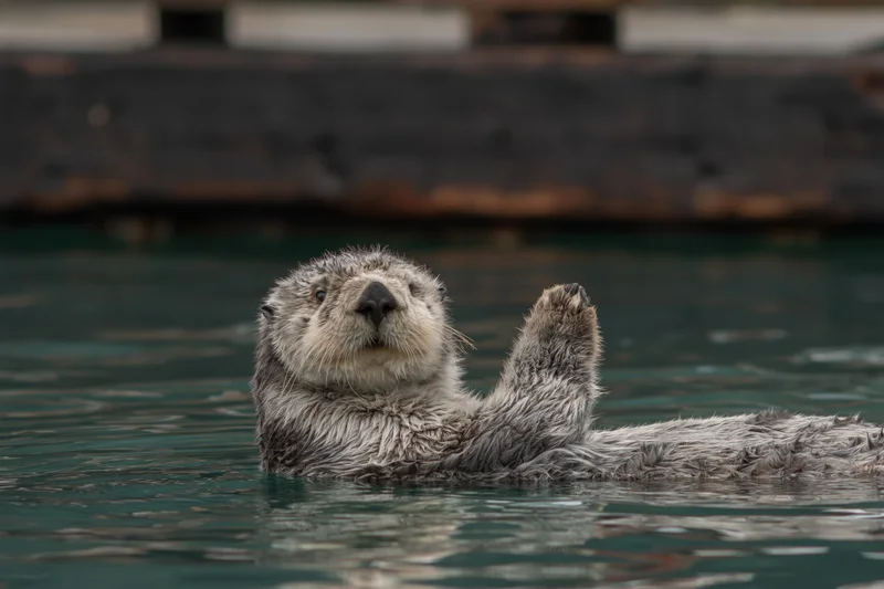 Sea otter floating on its back with one paw raised in calm water near a dock