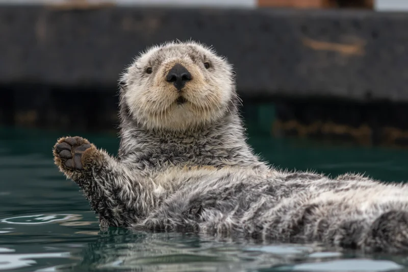 Sea otter floating on its back in calm water with one paw raised