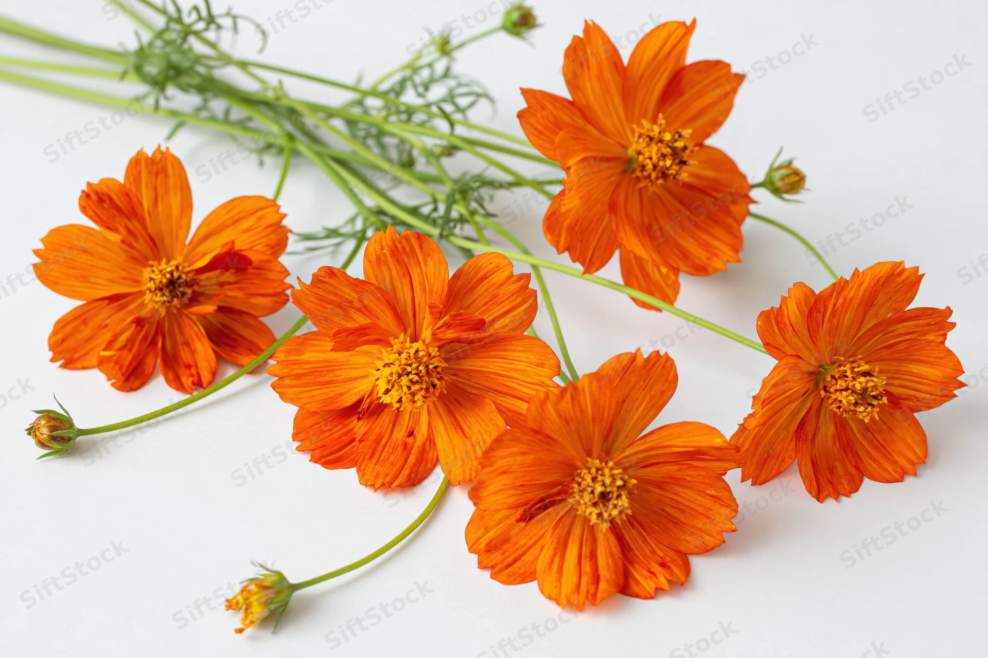 Orange cosmos flowers with green stems arranged on white background