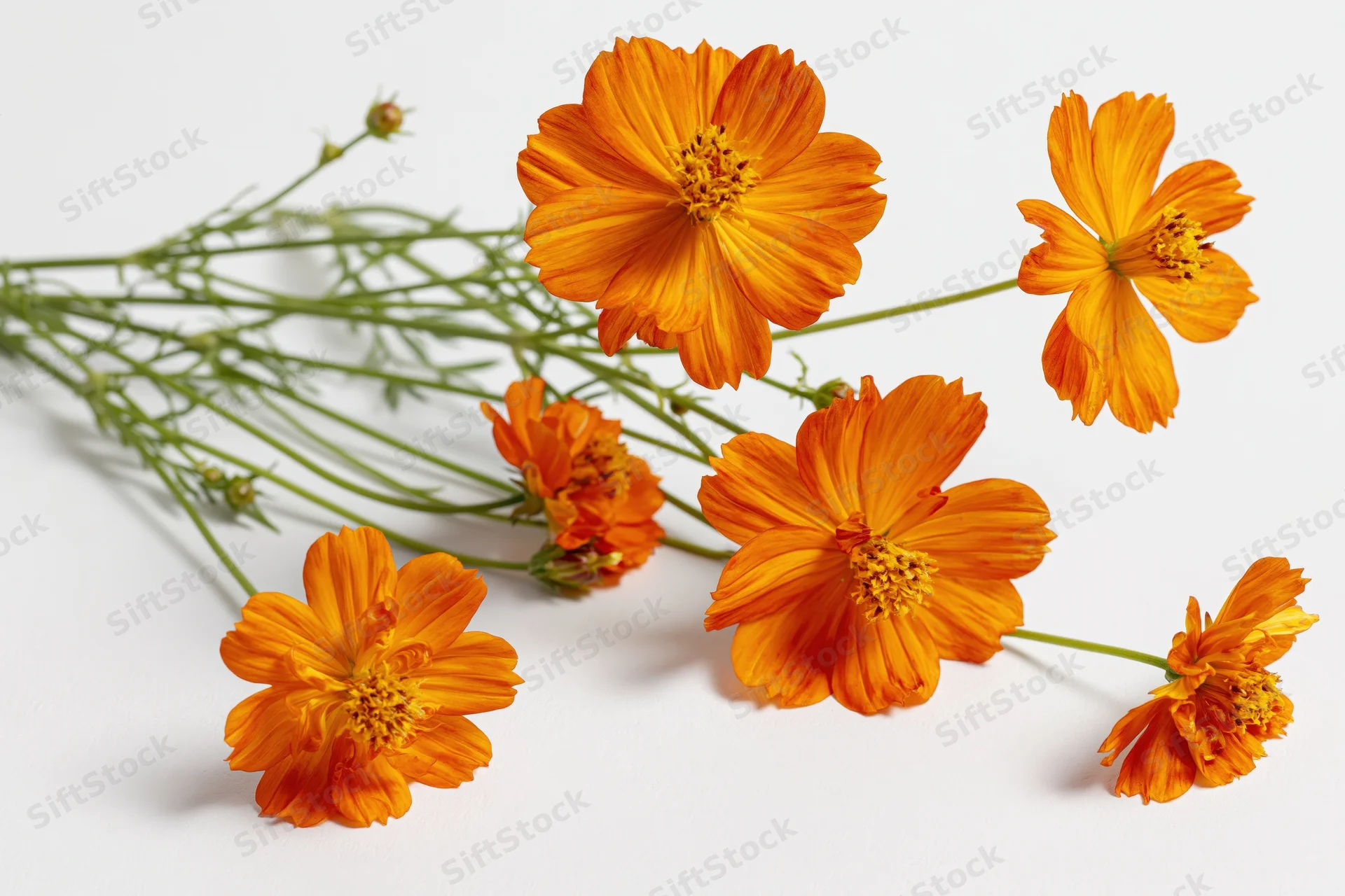 Orange cosmos flowers with slender green stems arranged on a white surface