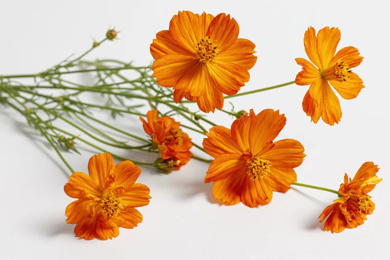 Orange cosmos flowers with slender green stems arranged on a white surface