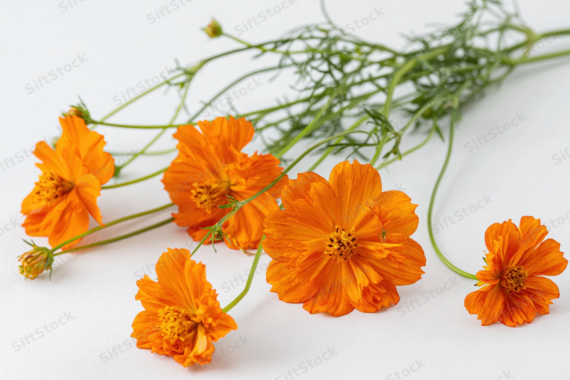 Orange cosmos flowers with slender green stems arranged on a white surface
