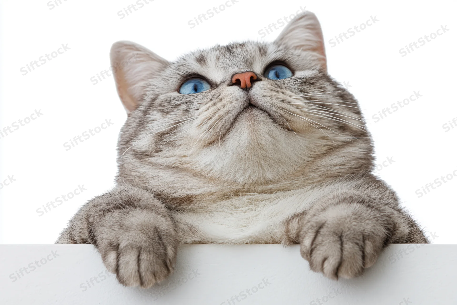 Silver tabby cat resting with front paws draped over white edge, looking up, isolated on white background