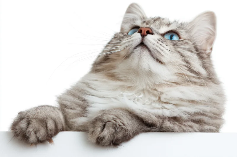 Silver tabby cat resting with front paws draped over white surface, looking upward
