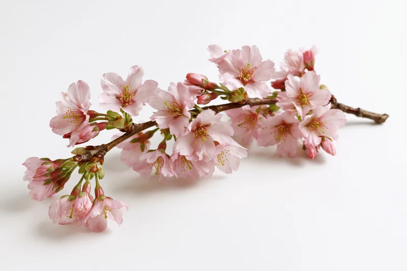 Cherry blossom branch with soft pink blooms and buds on white background