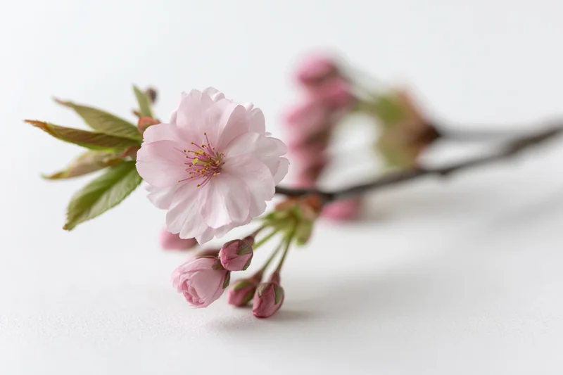 Cherry blossom branch with open pale pink flowers and buds on white background