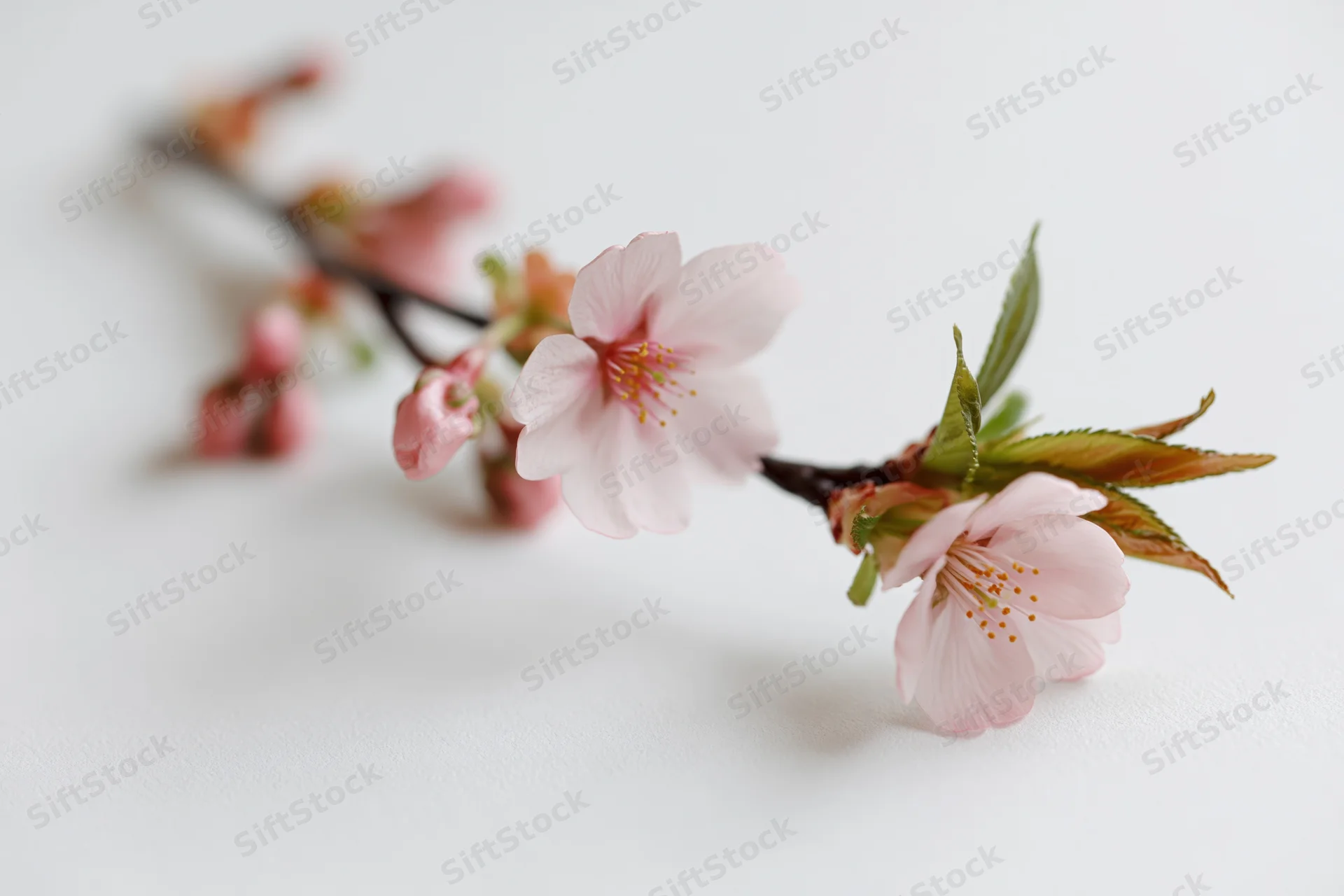 Cherry blossom branch with open pale pink flowers on white background