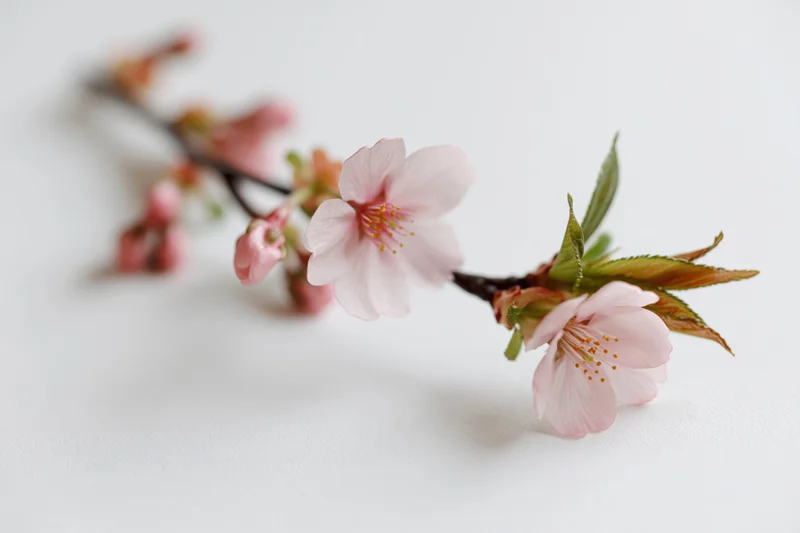 Cherry blossom branch with open pale pink flowers on white background