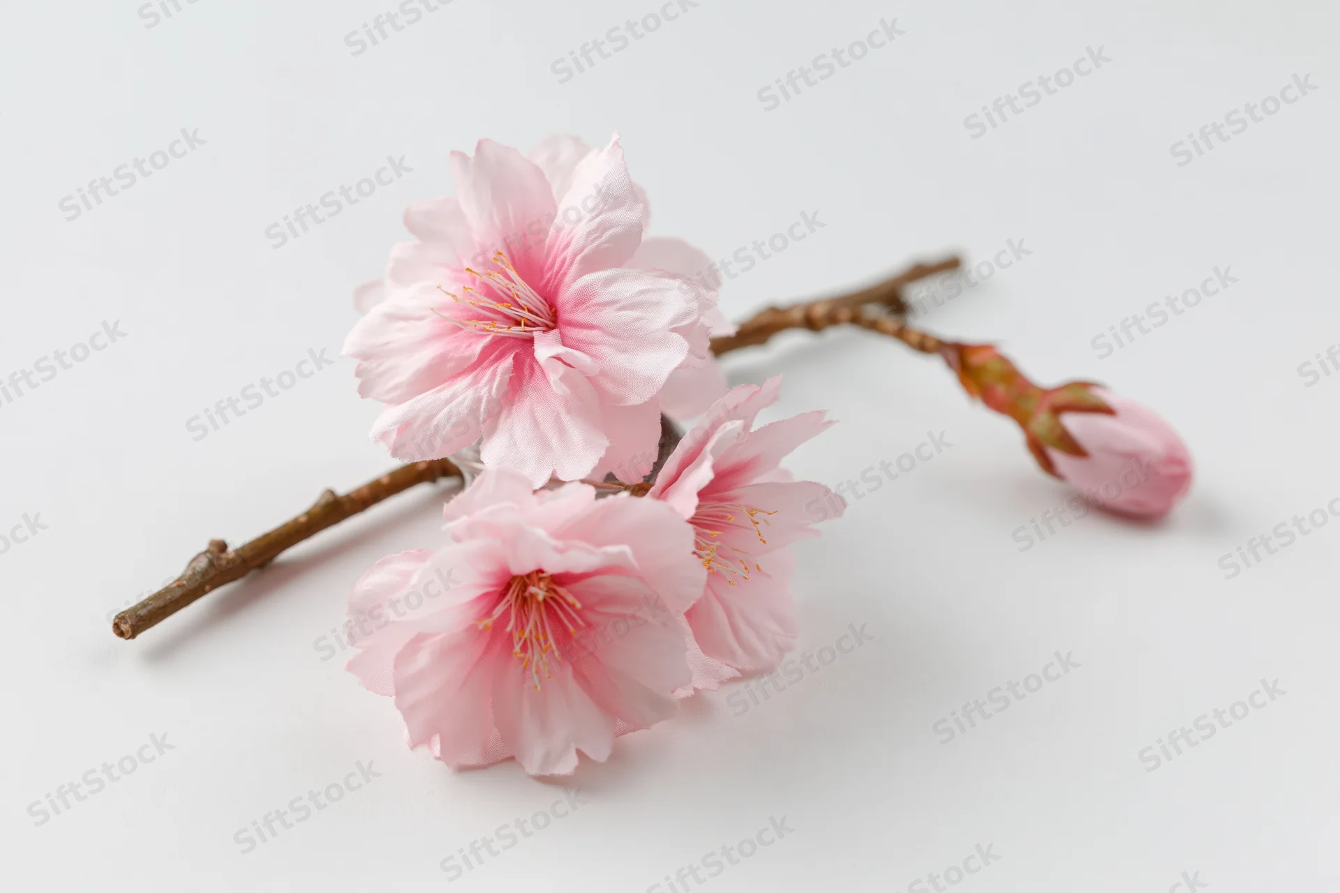Cherry blossom branch with soft pink blooms and a bud on white background