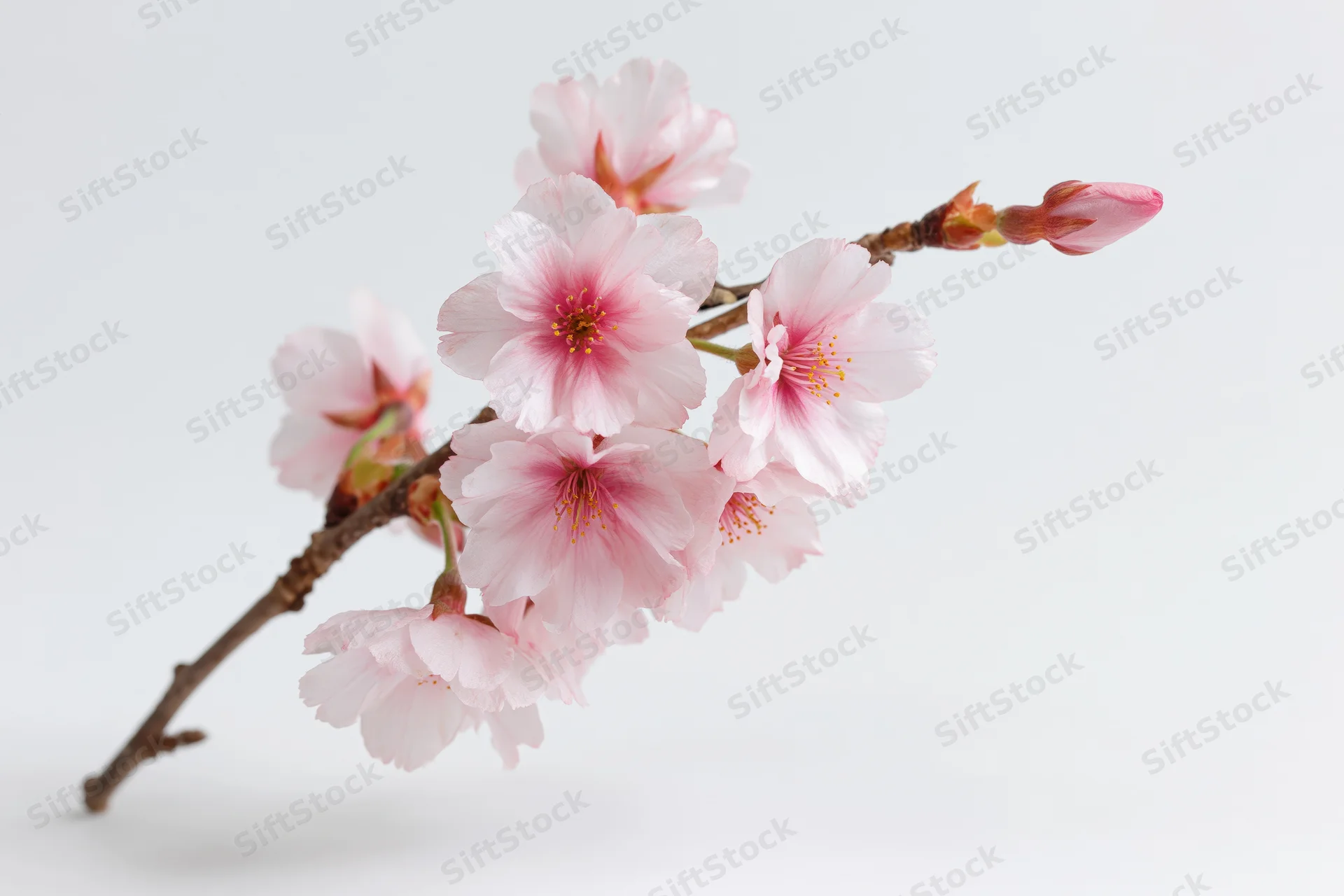 Cherry blossom branch with soft pink blooms and buds on white background