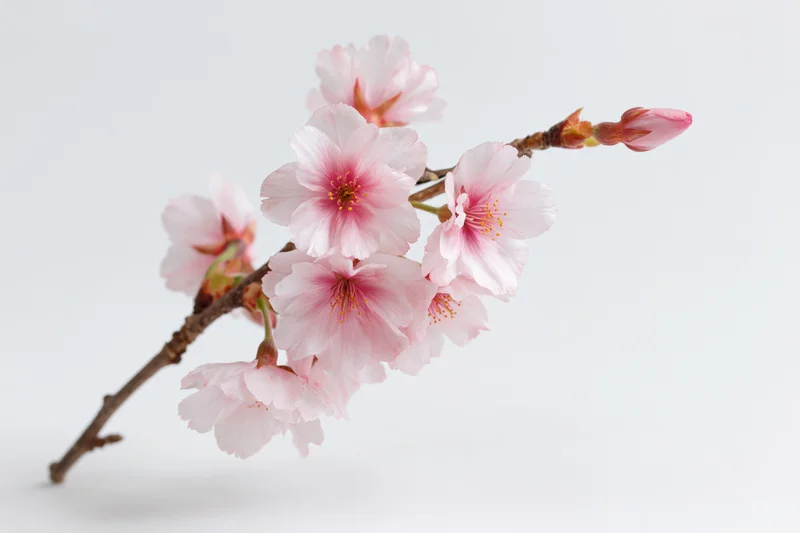 Cherry blossom branch with soft pink blooms and buds on white background