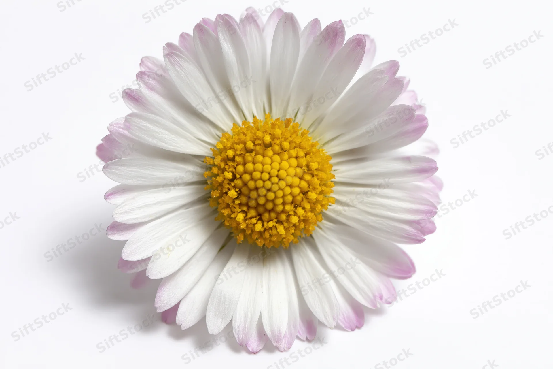 Single daisy flower viewed from directly above on white background